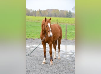 Koń badeńsko-wirtemberski, Wałach, 5 lat, 170 cm, Kasztanowata
