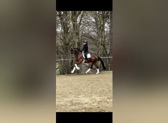 Koń badeńsko-wirtemberski, Wałach, 5 lat, 173 cm, Gniada