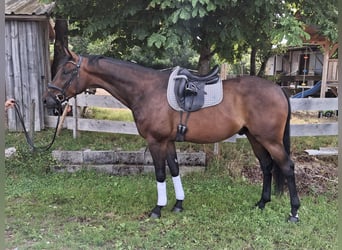 Koń badeńsko-wirtemberski, Wałach, 5 lat, 174 cm, Ciemnogniada