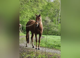 Koń badeńsko-wirtemberski, Wałach, 6 lat, 175 cm, Ciemnokasztanowata