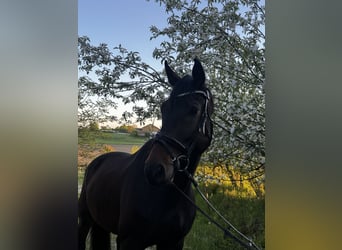 Koń badeńsko-wirtemberski, Wałach, 7 lat, 171 cm, Ciemnogniada