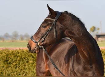 Koń badeńsko-wirtemberski, Wałach, 8 lat, 167 cm, Ciemnogniada