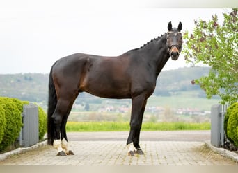 Koń badeńsko-wirtemberski, Wałach, 8 lat, 179 cm, Ciemnogniada