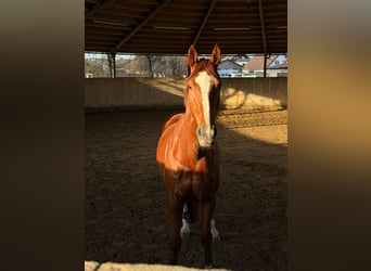 Koń badeńsko-wirtemberski, Wałach, 9 lat, 170 cm, Kasztanowata