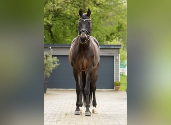Koń badeńsko-wirtemberski, Wałach, 9 lat, 171 cm, Ciemnogniada