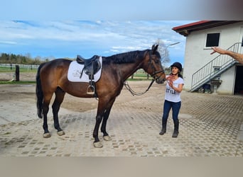 Koń badeńsko-wirtemberski, Wałach, 11 lat, 168 cm, Ciemnogniada