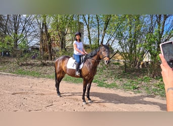 Koń badeńsko-wirtemberski, Wałach, 11 lat, 168 cm, Ciemnogniada