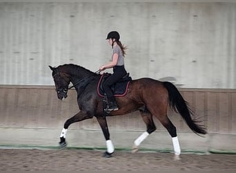 Koń badeńsko-wirtemberski, Wałach, 11 lat, 178 cm, Ciemnogniada