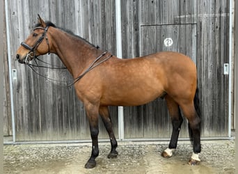 Koń badeńsko-wirtemberski, Wałach, 13 lat, 174 cm, Gniada