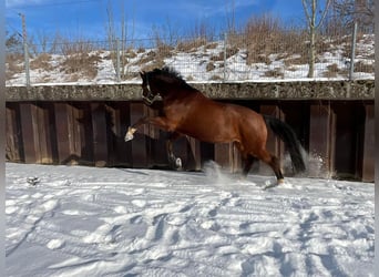 Koń badeńsko-wirtemberski, Wałach, 14 lat, 180 cm, Gniada