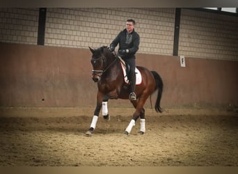 Koń badeńsko-wirtemberski, Wałach, 15 lat, 168 cm, Ciemnogniada