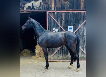 Koń badeńsko-wirtemberski, Wałach, 2 lat, 170 cm, Kara