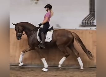 Koń badeńsko-wirtemberski, Wałach, 3 lat, 166 cm, Kasztanowata