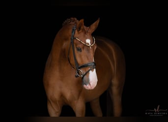 Koń badeńsko-wirtemberski, Wałach, 3 lat, 166 cm, Kasztanowata