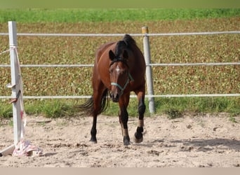 Koń badeńsko-wirtemberski, Wałach, 4 lat, 165 cm, Gniada