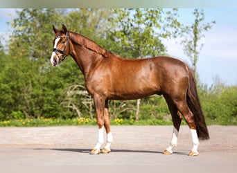 Koń badeńsko-wirtemberski, Wałach, 4 lat, 169 cm, Kasztanowata