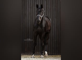 Koń badeńsko-wirtemberski, Wałach, 4 lat, 174 cm, Kara