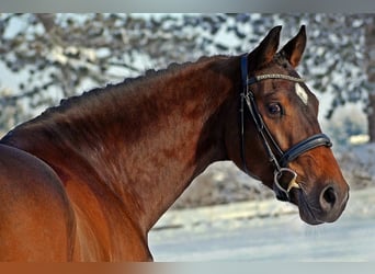 Koń badeńsko-wirtemberski, Wałach, 6 lat, 167 cm, Ciemnogniada
