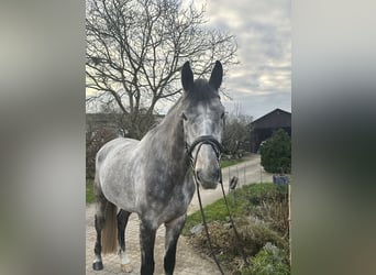 Koń badeńsko-wirtemberski, Wałach, 6 lat, 175 cm, Siwa