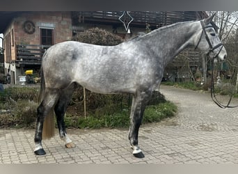 Koń badeńsko-wirtemberski, Wałach, 6 lat, 175 cm, Siwa