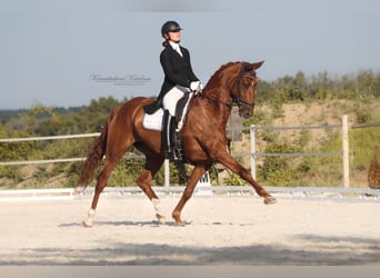 Koń badeńsko-wirtemberski, Wałach, 7 lat, 175 cm, Ciemnokasztanowata