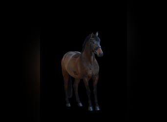 Koń badeńsko-wirtemberski, Wałach, 8 lat, 166 cm, Gniada