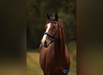Koń badeńsko-wirtemberski, Wałach, 9 lat, 168 cm, Gniada