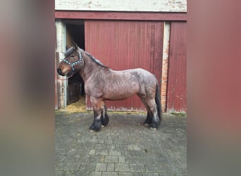 Koń belgijski, Klacz, 14 lat, 164 cm, Formy Brown Falb