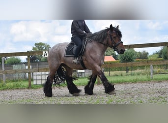 Koń belgijski, Klacz, 15 lat, 157 cm, Gniadodereszowata