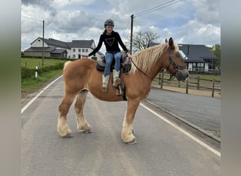 Koń belgijski, Klacz, 15 lat, 173 cm, Kasztanowata