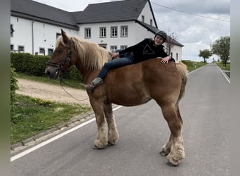 Koń belgijski, Klacz, 15 lat, 173 cm, Kasztanowata