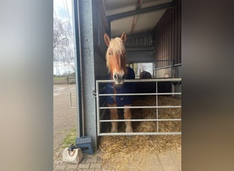 Koń belgijski, Klacz, 15 lat