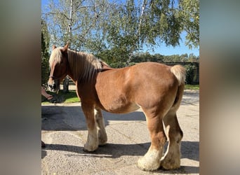 Koń belgijski, Klacz, 15 lat