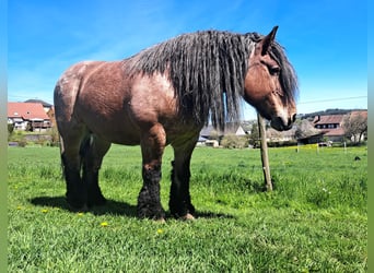 Koń belgijski, Klacz, 18 lat, Gniada