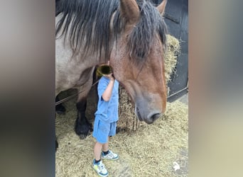 Koń belgijski, Klacz, 2 lat, 163 cm, Gniadodereszowata