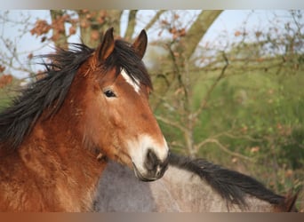 Koń belgijski, Klacz, 2 lat, Gniada