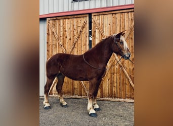 Koń belgijski, Klacz, 5 lat, 188 cm, Cisawa