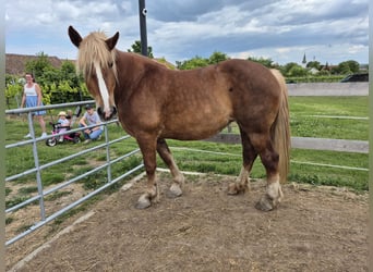 Koń belgijski, Klacz, 7 lat, 160 cm, Kasztanowata