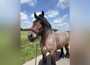 Koń belgijski, Klacz, 8 lat, 165 cm, Gniada