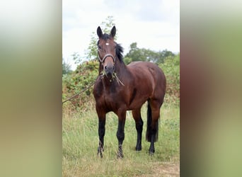 Koń belgijski Mix, Klacz, 9 lat, 165 cm, Gniada