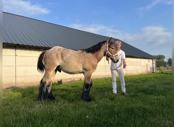 Koń belgijski, Ogier, 1 Rok, 154 cm, Siwa jabłkowita