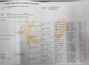 Koń belgijski, Ogier, 3 lat