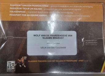 Koń belgijski, Ogier, 3 lat