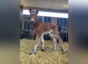 Koń belgijski, Ogier, Źrebak (04/2025), Gniadodereszowata