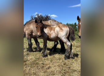 Koń belgijski, Ogier, Źrebak (04/2025), Gniadodereszowata
