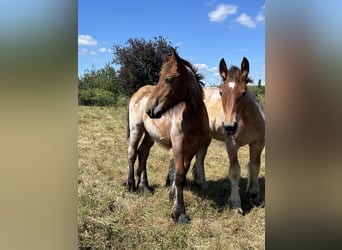 Koń belgijski, Ogier, Źrebak (04/2025), Gniadodereszowata