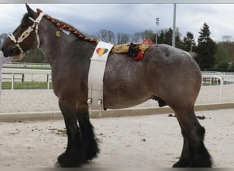 Koń belgijski, Ogier, Źrebak (04/2025), Gniadodereszowata