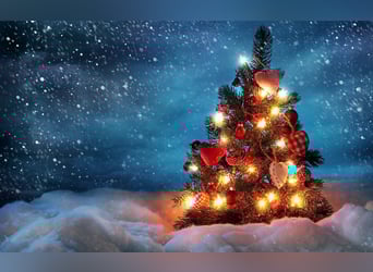 Koń belgijski, Ogier, Źrebak (05/2025), Kara