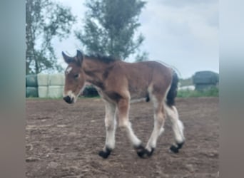 Koń belgijski, Ogier, Źrebak (05/2026)