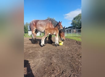 Koń belgijski, Ogier, Źrebak (05/2026)